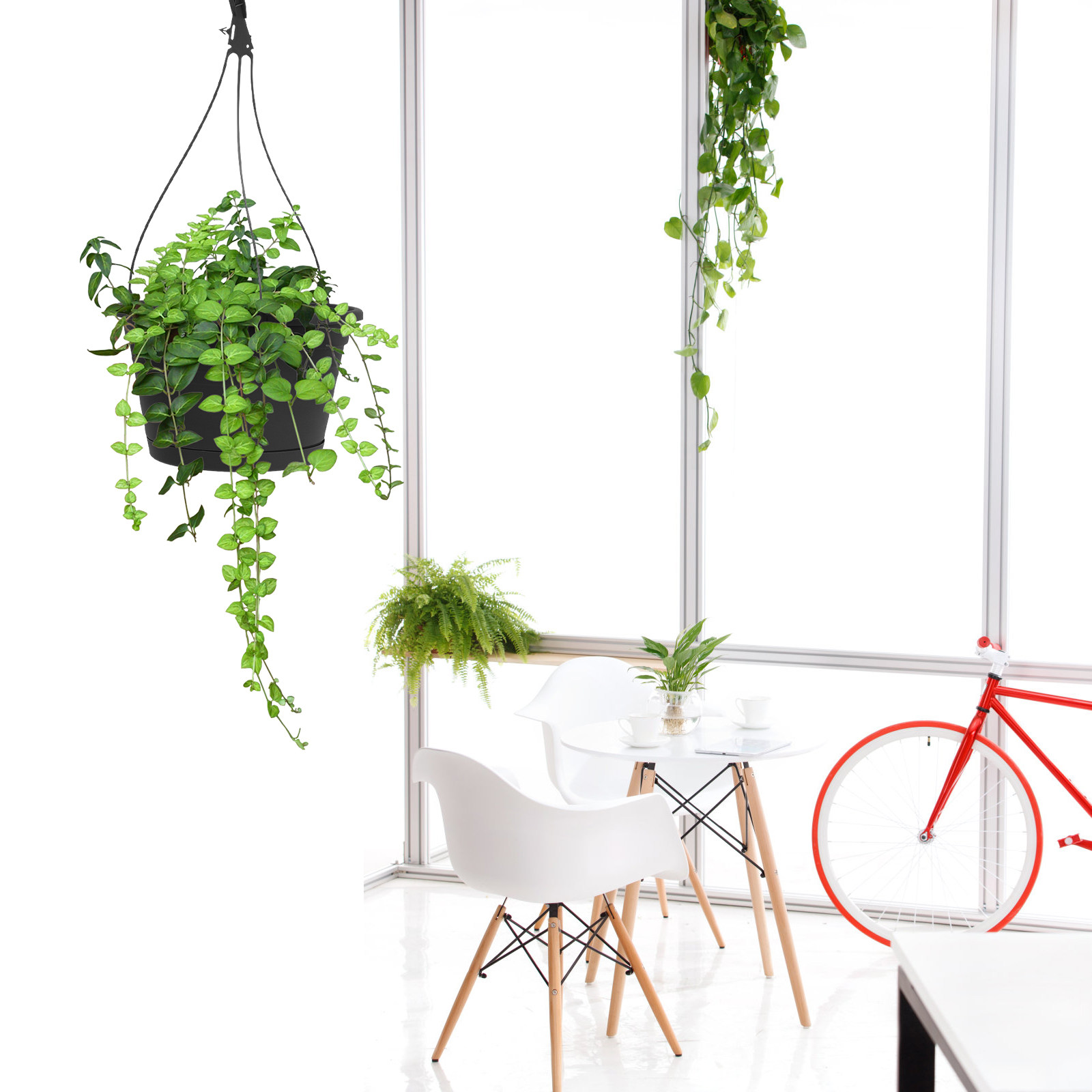 1Pcs Hanging Spider Plant Pot  - огляд і ціна Spider Plant Hanging